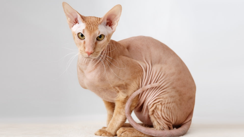 Eine Katze der Rasse Peterbald.