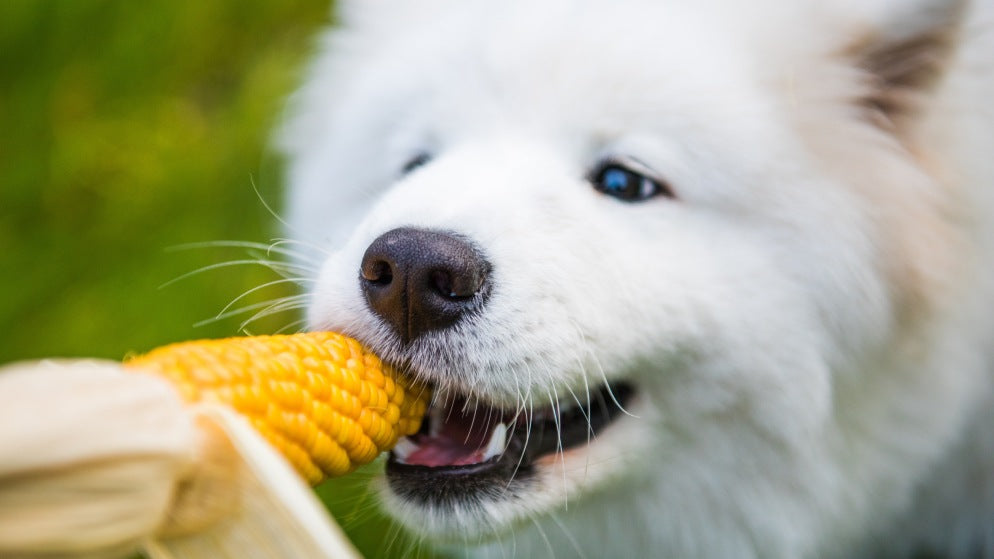 Dürfen Hunde Mais essen?