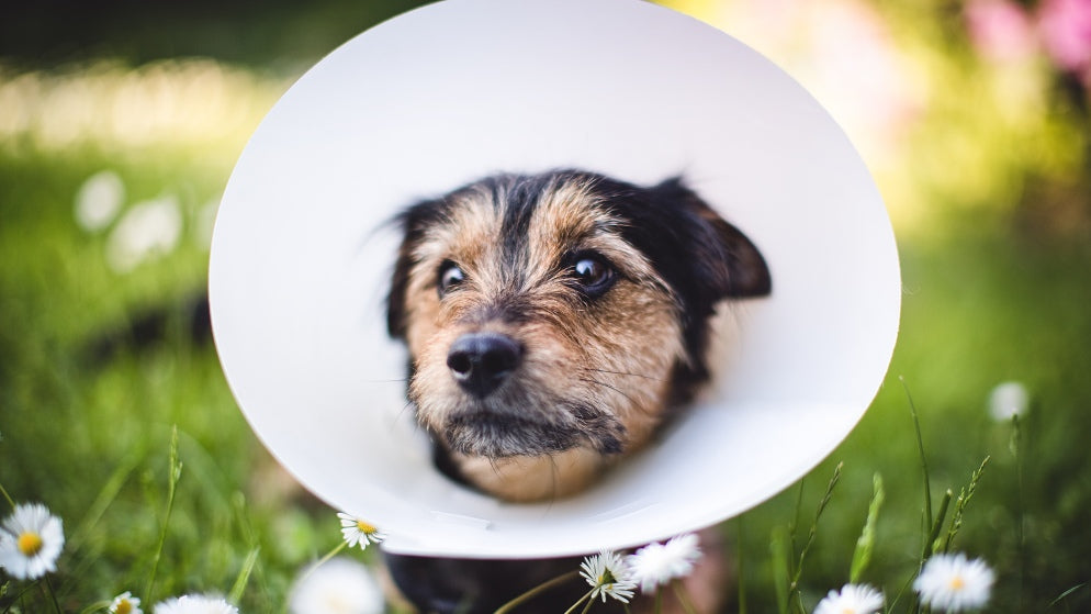 Halskrause für den Hund – der perfekte Leckschutz!