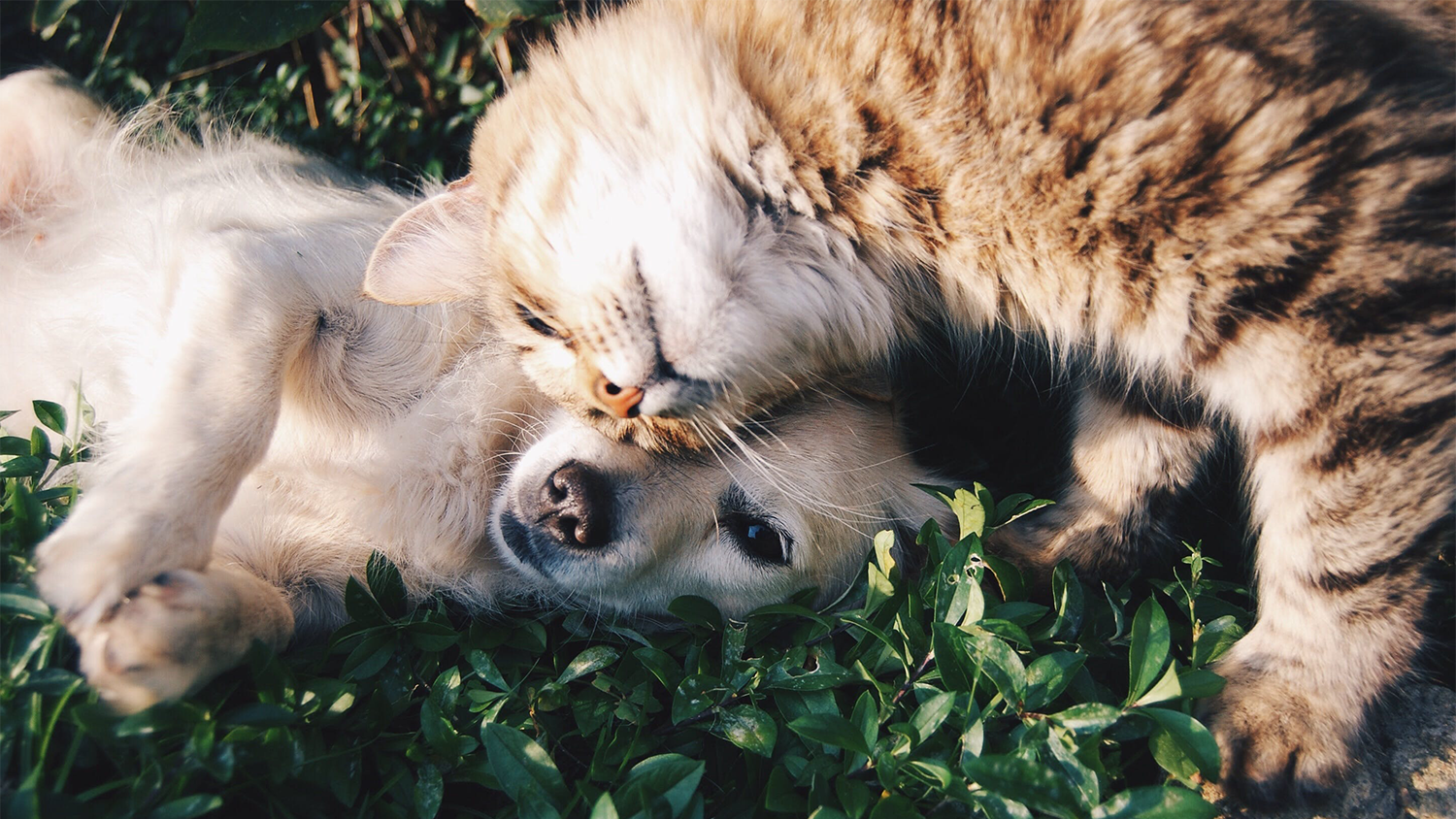 Ein Hund und eine Katze kuscheln und gewöhnen sich aneinander.