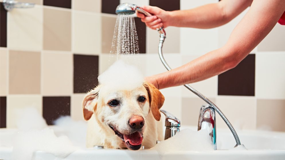 Hundeshampoo - Spezialshampoos für spezielle Bedürfnisse