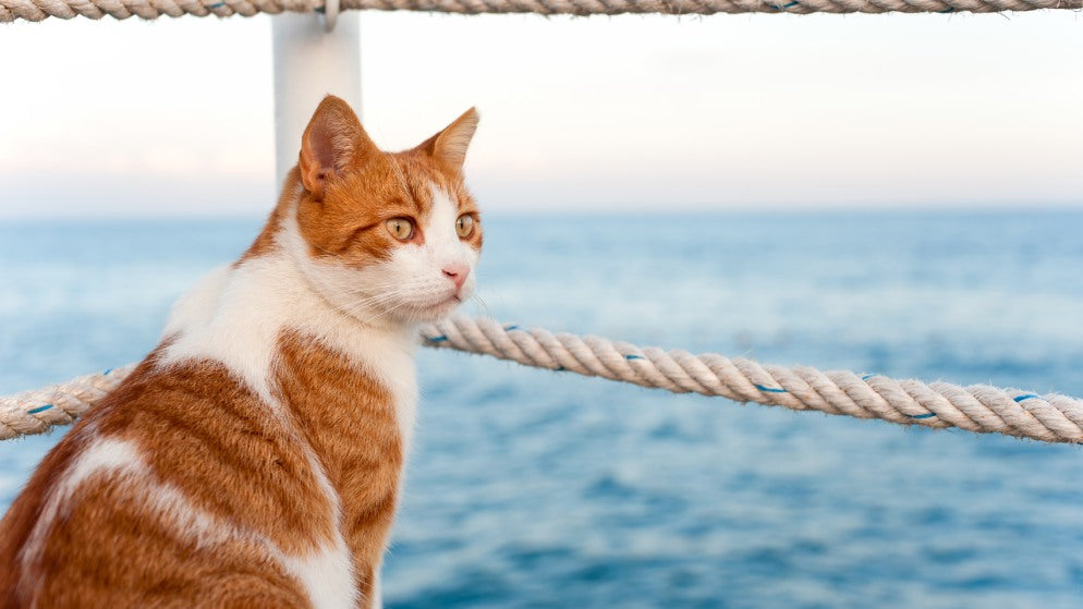 Eine Katze sitzt auf einem Kreuzfartschiff an einer Reling.