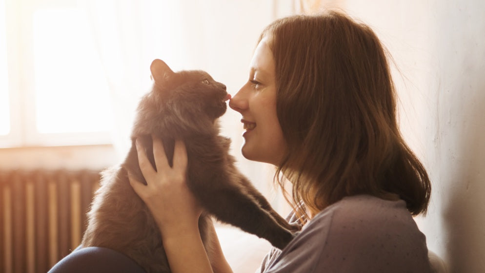 Die Besitzerin hält Ihre Katze gegen Ihre Nase.