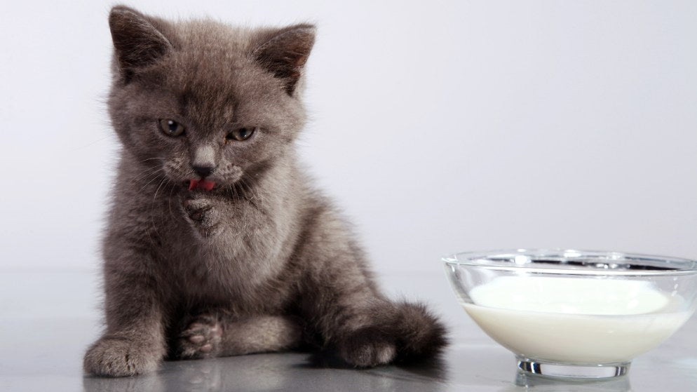 Eine kleine Babykatze sitzt neben einer Schüssel Milch.