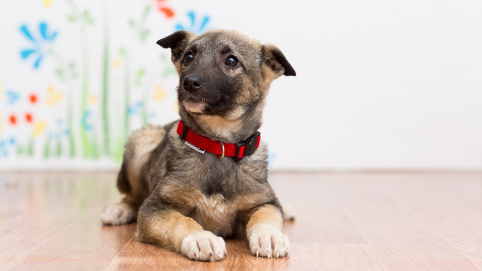 Ein Welpe mit einem roten Hundehalsband sitzt drinnen auf dem Boden.